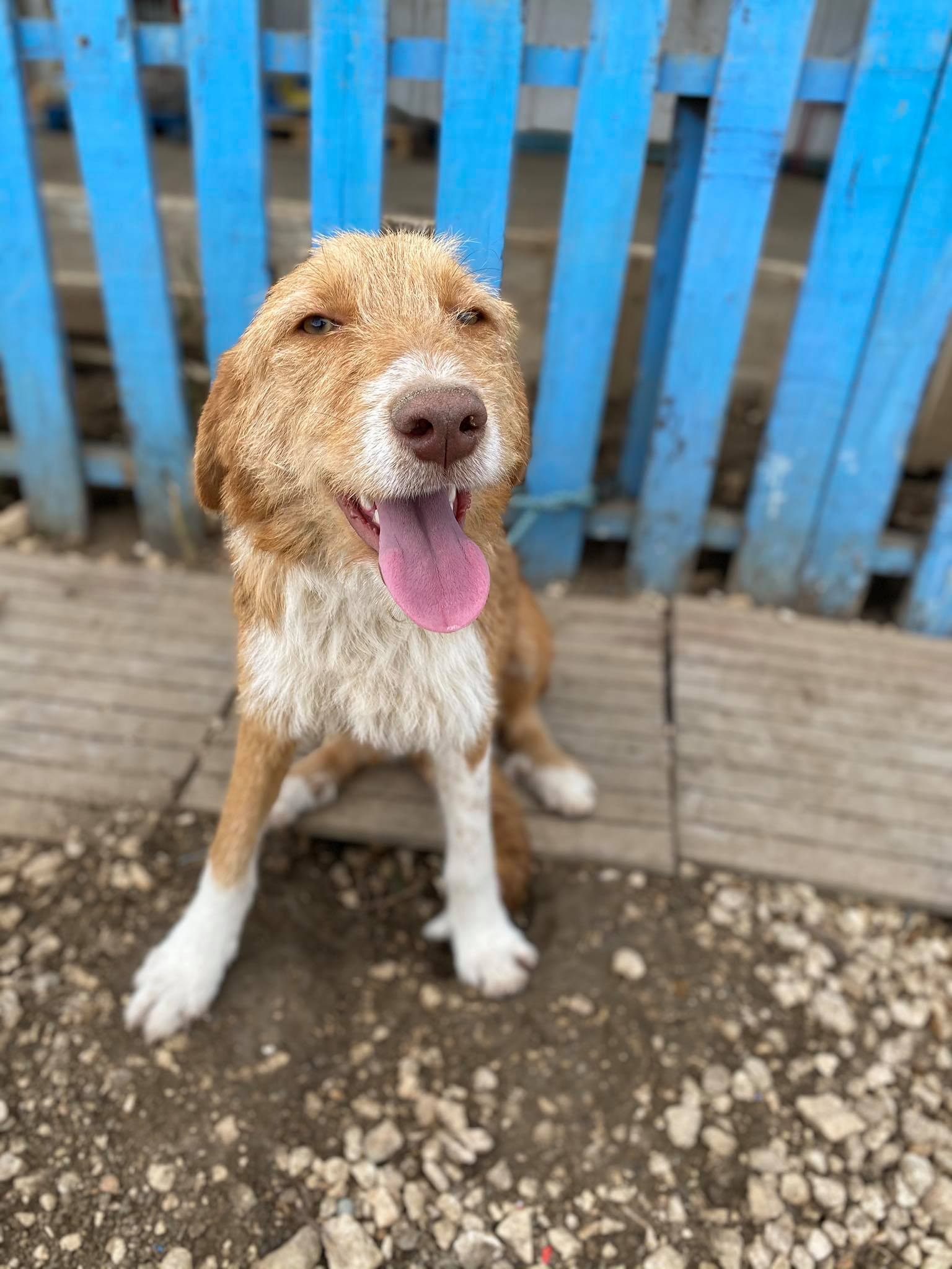 Adeline (fka Clementine)  